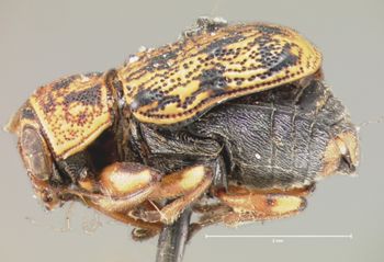 Media type: image; Entomology 8791   Aspect: habitus lateral view